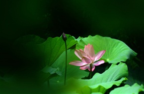 荷花