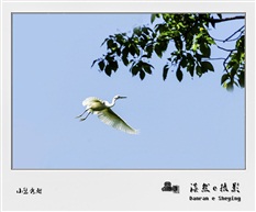 小鹭秀翅
