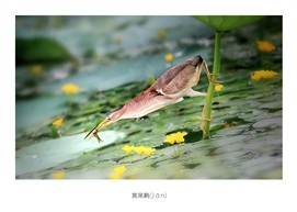 黄尾鹣