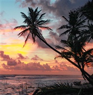 夕阳下的椰树