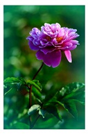 芍药花开