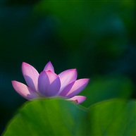 《荷为美》