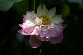 荷