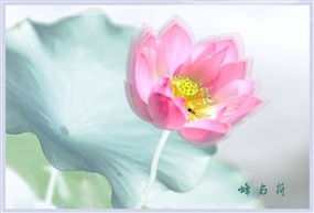 蜂与荷