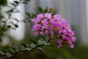 紫薇花开