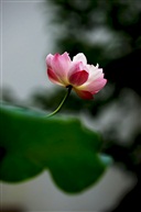 荷