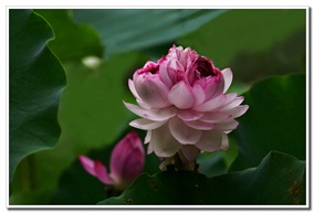 并蒂花开喜逢双