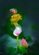 《荷趣》
