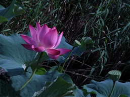 莲花