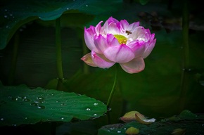 雨后荷花