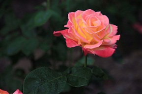 月季花