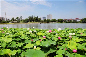 六月荷花香满湖