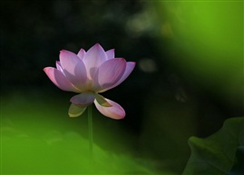 荷歆