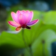 《七月荷韵》-3