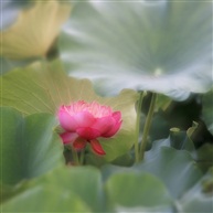 《七月荷韵》-1