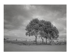 TREES