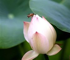 蜂花
