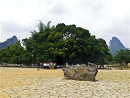 大榕树