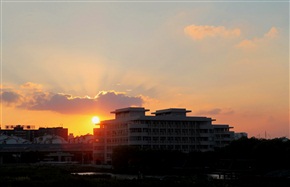 夕阳红