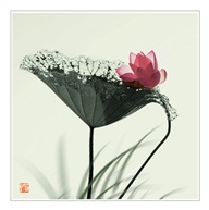 《荷韵》11