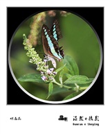 蝶恋花2