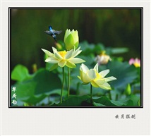 翠荷韵