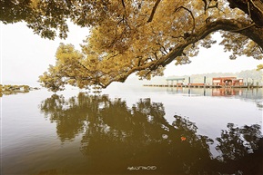 西湖树影