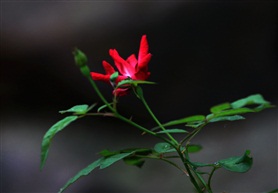 小花芳草
