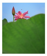 《荷韵》16