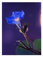 《牵牛花》