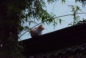 小憩
