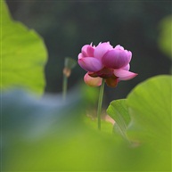 《七月荷韵》-7
