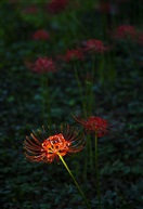 彼岸花