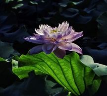 荷花2016-2