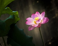 荷