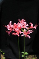 又见蟑螂花