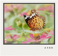 凤蝶