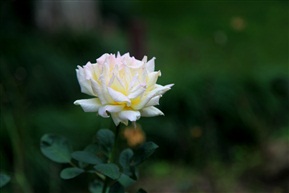 月季花