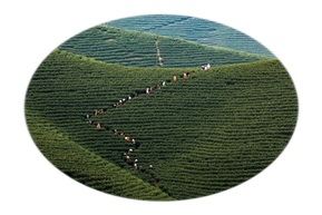 茶园风景线