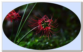 秋艳蟑螂花