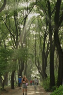林间小路
