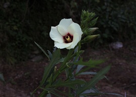 山村小花