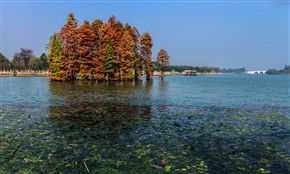 尚湖秋景