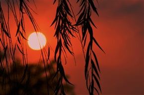 夕阳伴柳