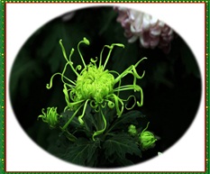 菊花迎宾