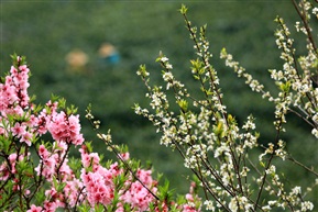 春花烂漫时