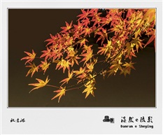 秋意浓