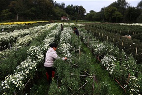 收获—採摘菊花