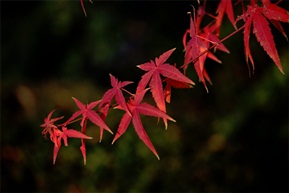 一枝见秋冬