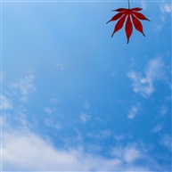 秋枫